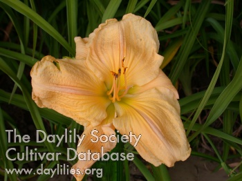 Daylily God's Handicraft